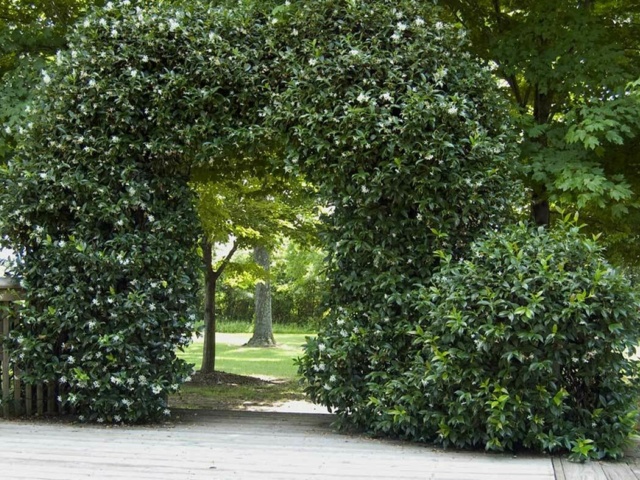 Munden Point Gallery Trellis