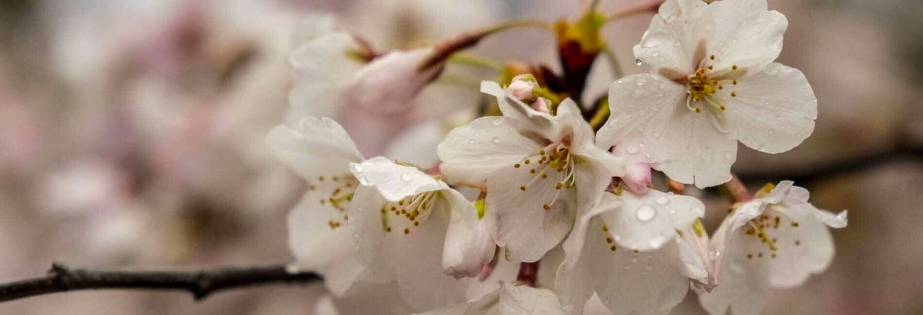Cherry Blossoms on Tree