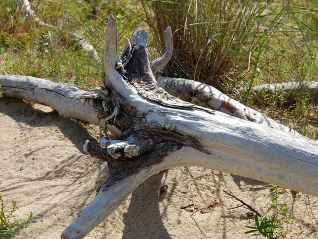 Little Island Gallery Drift Wood