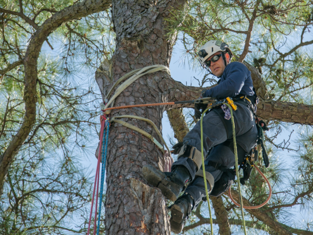 Firefighter climbing tree