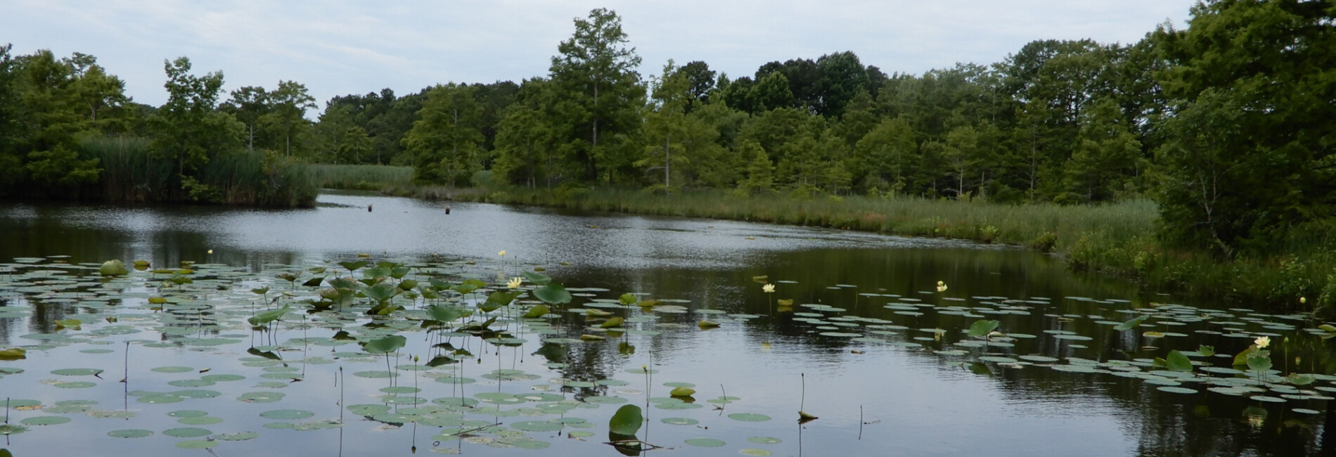 Asheville Bridge Creek