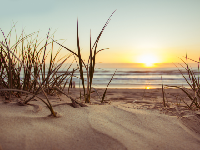 Beach grass in sand with sunrise in background